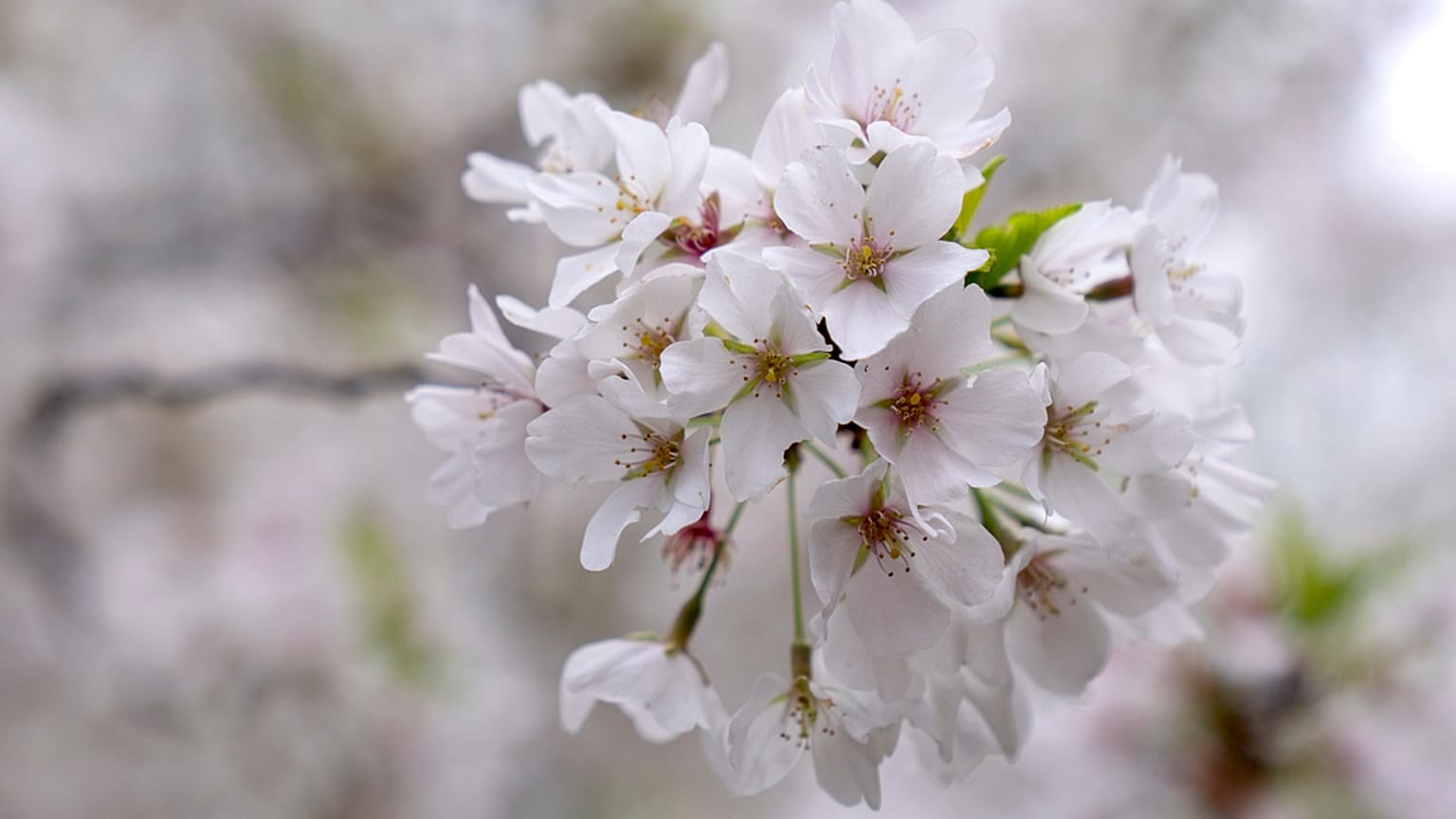 Außergewöhnlich lange Kirschblüte an einem Kirschbaum im Tidal Basin in Washington. 30. März 2024