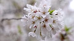 Außergewöhnlich lange Kirschblüte an einem Kirschbaum im Tidal Basin in Washington. 30. März 2024