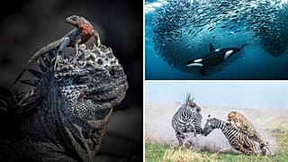 Les lauréats des World Nature Photography awards 2024