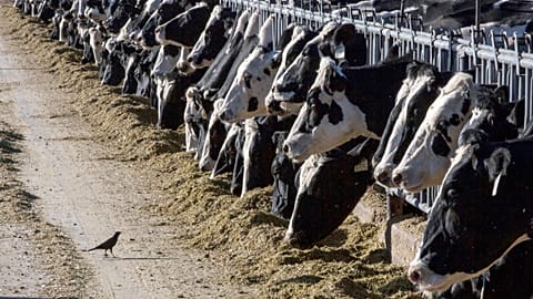 Dairy cattle feed at a farm in 2017 in the US.