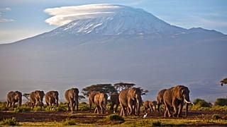 Afrika'da filler