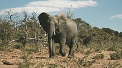 Botswana, das die größte Elefantenpopulation der Welt beherbergt, hat bereits 8.000 Tiere an Angola verschenkt und weitere 500 an Mosambik angeboten.
