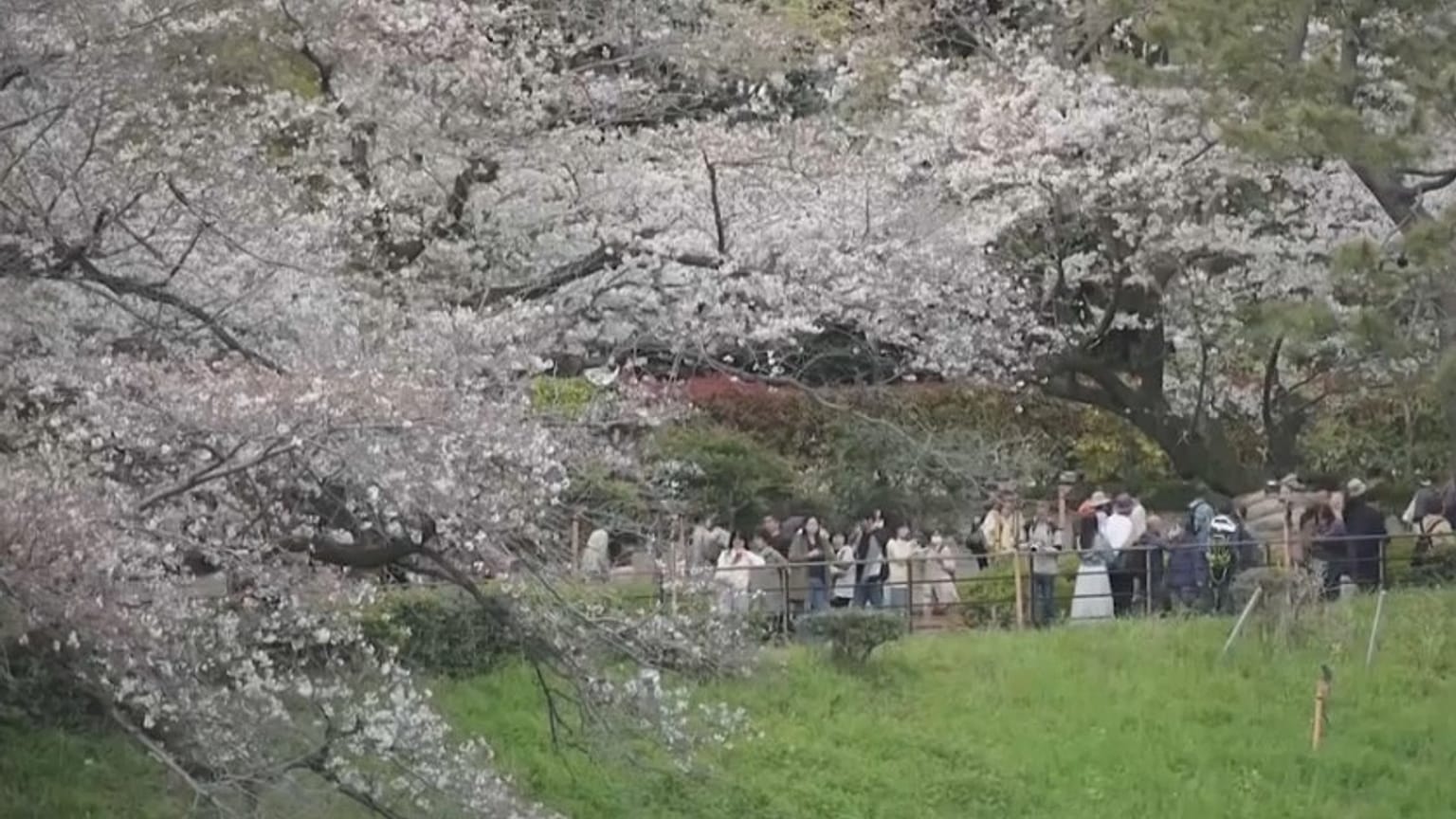 Die Kirschblüte in Japan hat endlich begonnen