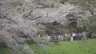 Die Kirschblüte in Japan hat endlich begonnen