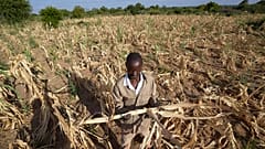 Zimbabve'de kuraklığın etkilediği bir tarla