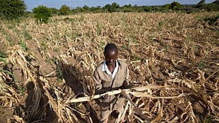 Zimbabve'de kuraklığın etkilediği bir tarla