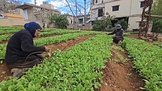 ذهاب المزارعون إلى العمل له مخاطر قد تفقدهم حياتهم