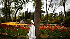 In Istanbul wurden millionen von Tulpen angepflanzt. 