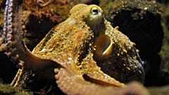 “These incredible animals deserve better than lives diminished to confinement and suffering,” said Keri Tietge, octopus project consultant at Eurogroup for Animals.