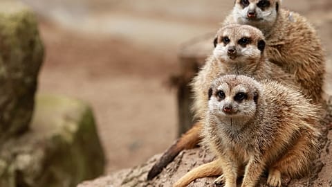 Erdmännchen