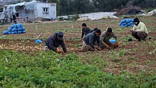 مزارعون في أرض زراعية في دير البلح، غزة