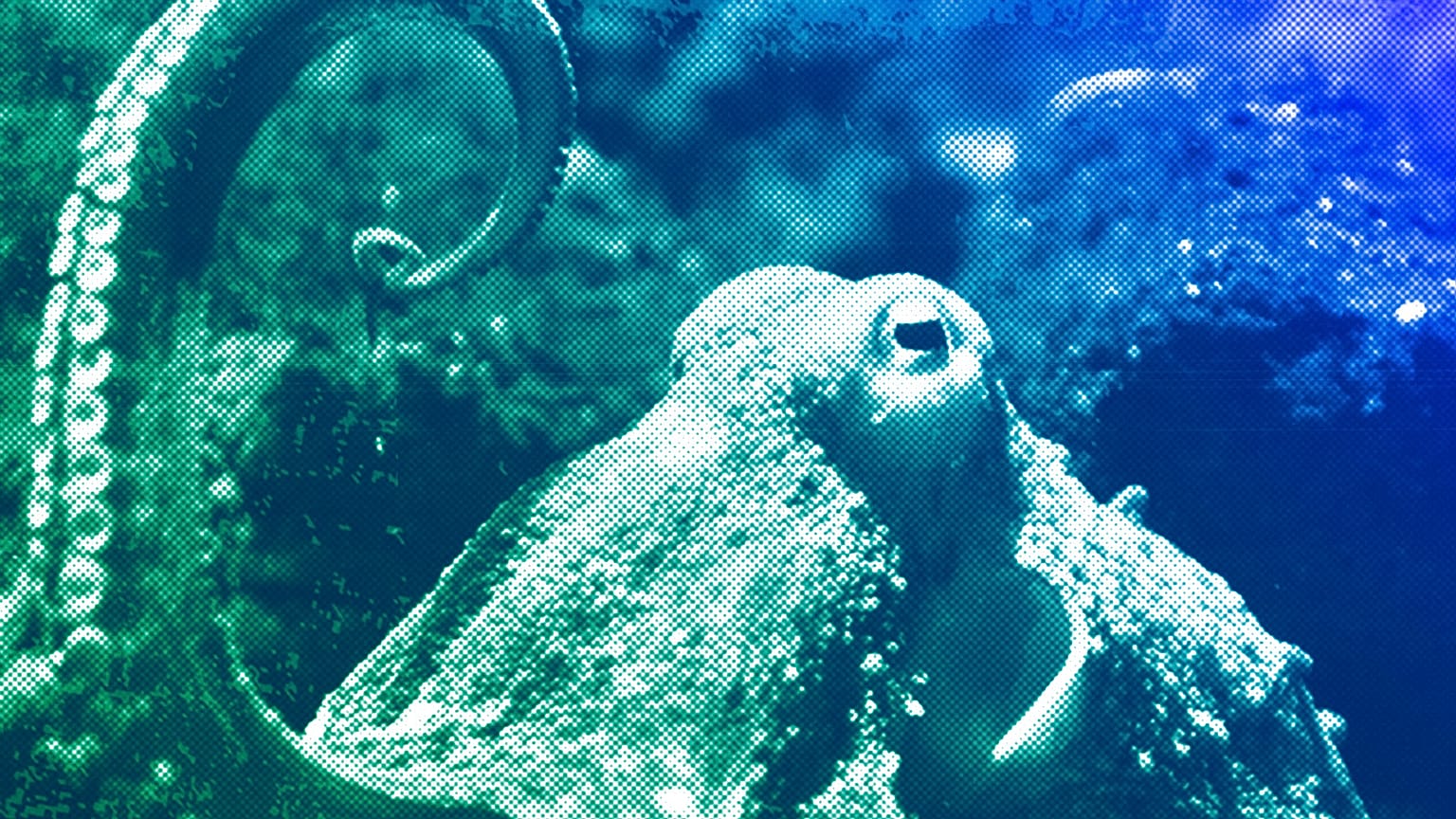 An octopus (octopus vulgaris) lifts one of its tentacles in his bassin at the zoo in Basel, August 2009