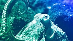 An octopus (octopus vulgaris) lifts one of its tentacles in his bassin at the zoo in Basel, August 2009