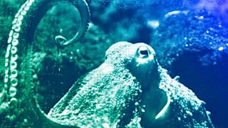 An octopus (octopus vulgaris) lifts one of its tentacles in his bassin at the zoo in Basel, August 2009