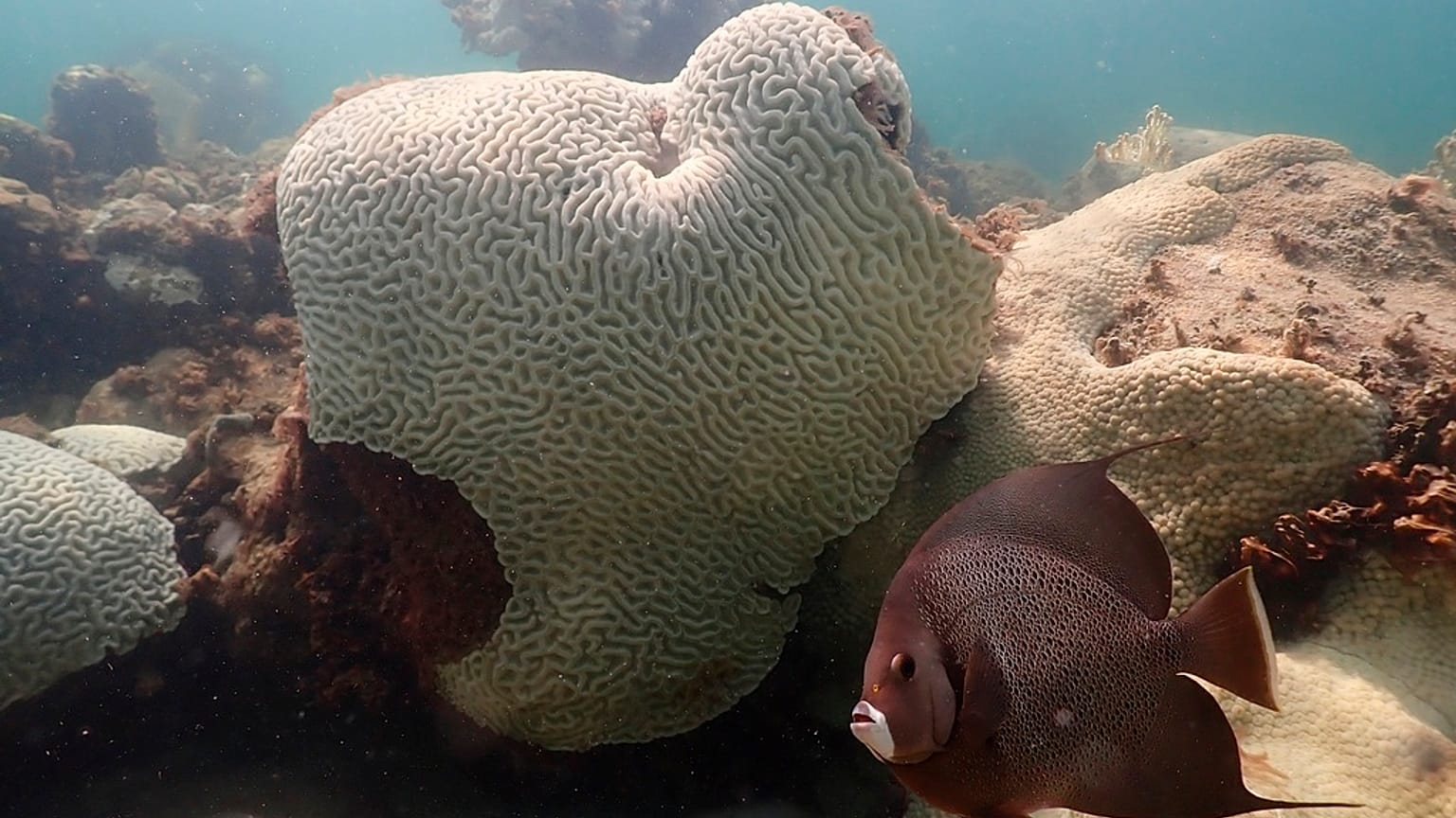 Nesta imagem fornecida pela NOAA, um peixe nada perto de um coral que mostra sinais de branqueamento em Cheeca Rocks, ao largo da costa de Islamorada, na Flórida