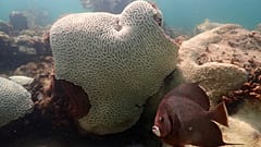 Ein Fisch schwimmt nahe einer Koralle, die Anzeichen von Bleiche zeigt.