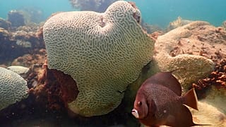 In this image provide by NOAA, a fish swims near coral showing signs of bleaching at Cheeca Rocks off the coast of Islamorada, Florida, July 2023.