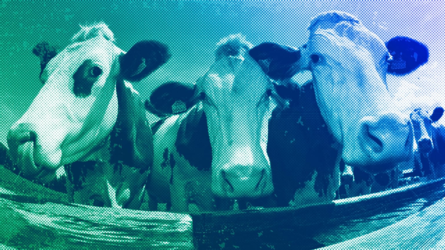 Vacas.