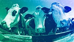 Vacas.
