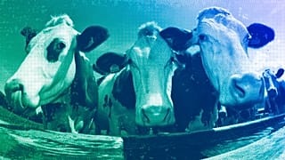 Vacas.