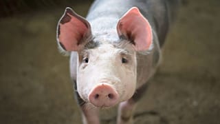 ‘Great victory’: Danish meat company admits it shouldn’t have made climate-friendly pork claims.