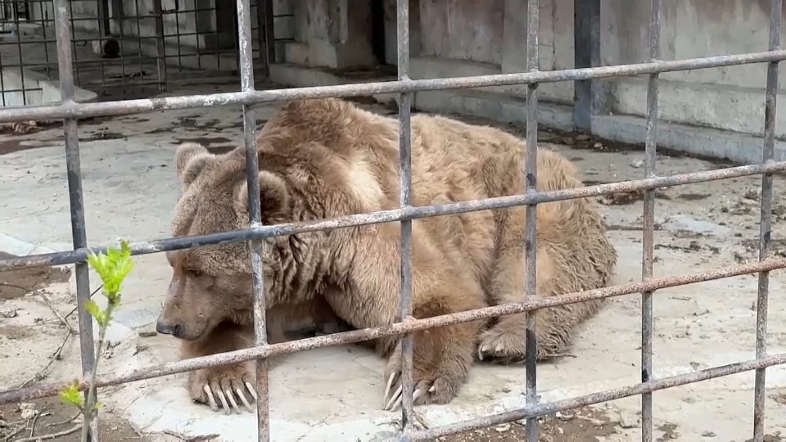 Incendio nello zoo privato “Tropic Park” in Crimea, orso sopravvissuto