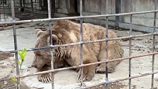 Deux ours ayant survécu à un incendie d'ampleur dans le zoo “Tropic Park” de la ville d'Eupatoria, en Crimée, ont été examinés ce mardi par un vétérinaire.