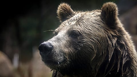 Deux ours survivent à l'incendie tragique d'un zoo en Crimée.