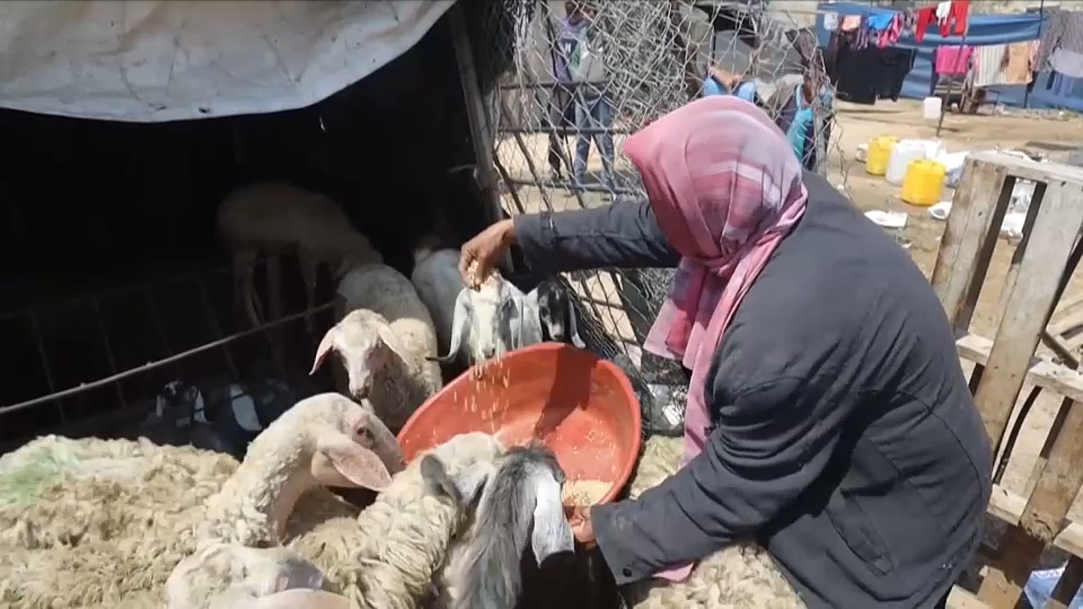 فلسطيني في غزة يقدم حصة قليلة من العلف لأغنامه. نيسان/أبريل 2024