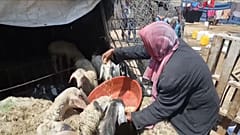 فلسطيني في غزة يقدم حصة قليلة من العلف لأغنامه. نيسان/أبريل 2024