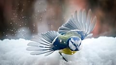 Meise im Schnee