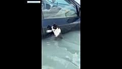لحظات قبل إنقاذ القطة .. صورة مأخوذة من مقطع فيديو 