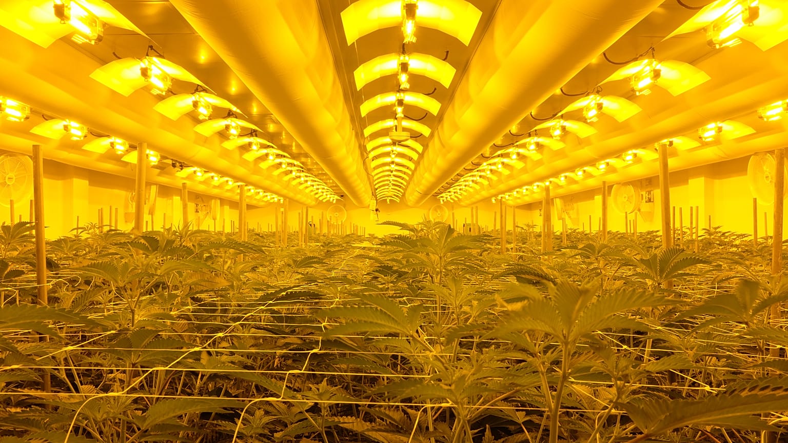 El cannabis medicinal es legal y Portugal cultiva mucho, pero los pacientes no pueden acceder a él