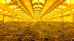 El cannabis medicinal es legal y Portugal cultiva mucho, pero los pacientes no pueden acceder a él