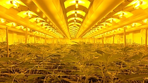 Medical cannabis is legal and Portugal grows a lot of it, but patients can’t access it