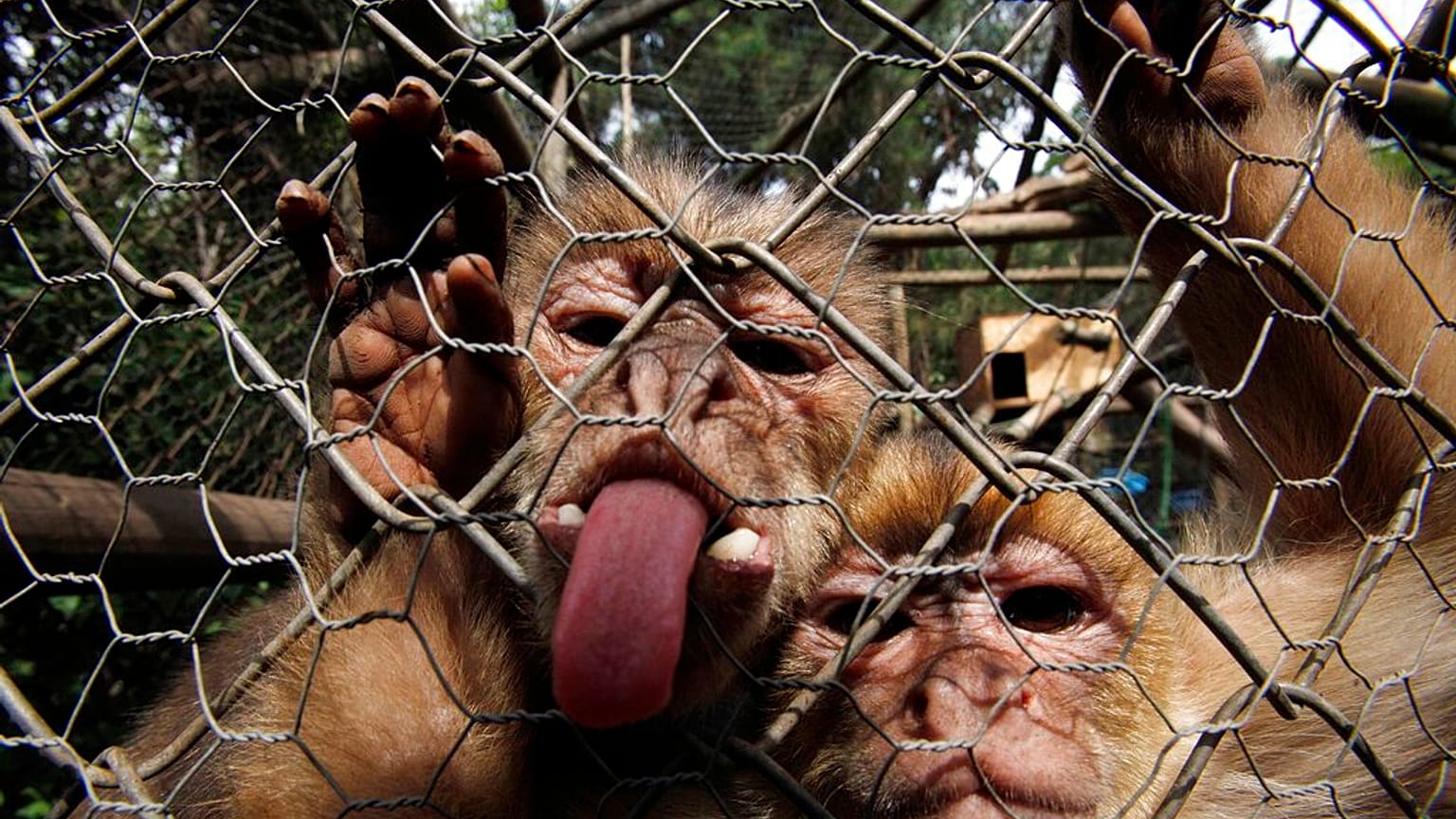 El virus se encuentra en la saliva, la orina y las heces de monos macacos infectados, y las mordeduras o arañazos pueden causar la transmisión del animal al ser humano.