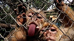 El virus se encuentra en la saliva, la orina y las heces de monos macacos infectados, y las mordeduras o arañazos pueden causar la transmisión del animal al ser humano.
