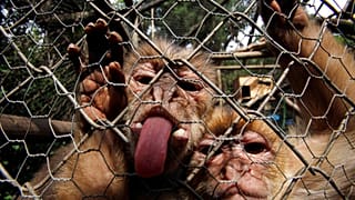 El virus se encuentra en la saliva, la orina y las heces de monos macacos infectados, y las mordeduras o arañazos pueden causar la transmisión del animal al ser humano.