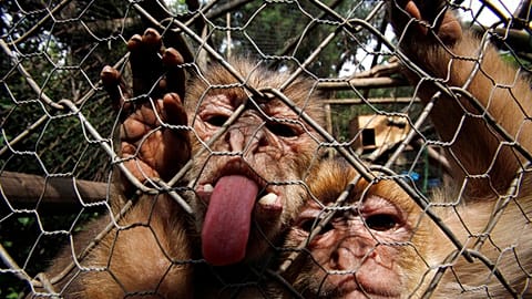 The virus is found in the saliva, urine, and stools of infected macaque monkeys, with bites or scratches capable of causing animal to human transmission.