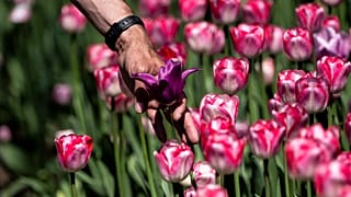 شخص يلمس بتلات زهرة التوليب في مهرجان التوليب الكندي في حديقة المفوضين في أوتاوا