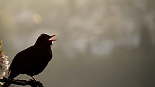 Sounds like birdsong have been enhancing music for a long time.