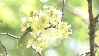 زهرة نادرة في اليابان