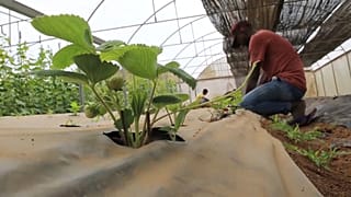 الزراعة في الصومال