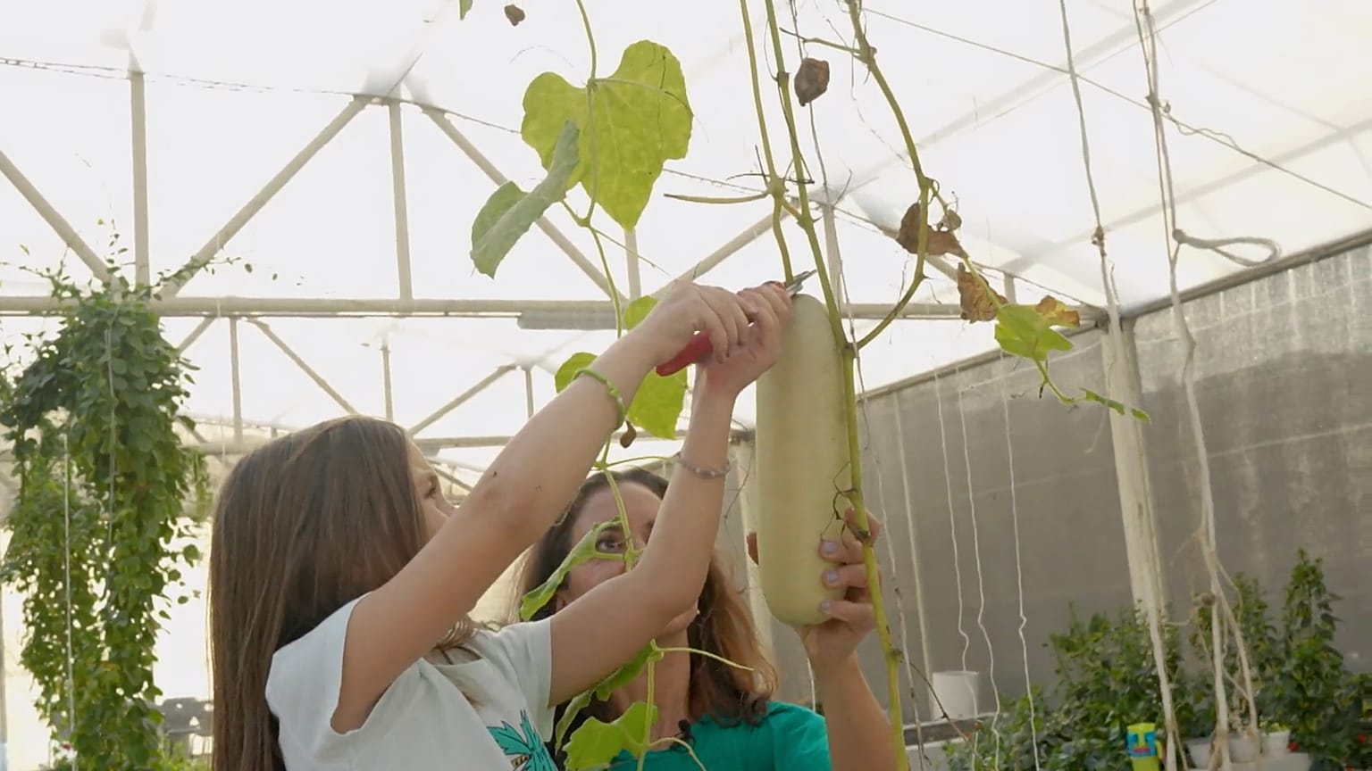 Las iniciativas "de la granja a la mesa" florecen en Catar