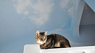 Tekir kedi