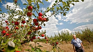 FILE - Farmer Sergiu Calmac stands in his apple orchard in Harbovat, Moldova, Aug. 7, 2014 