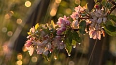 Foto: