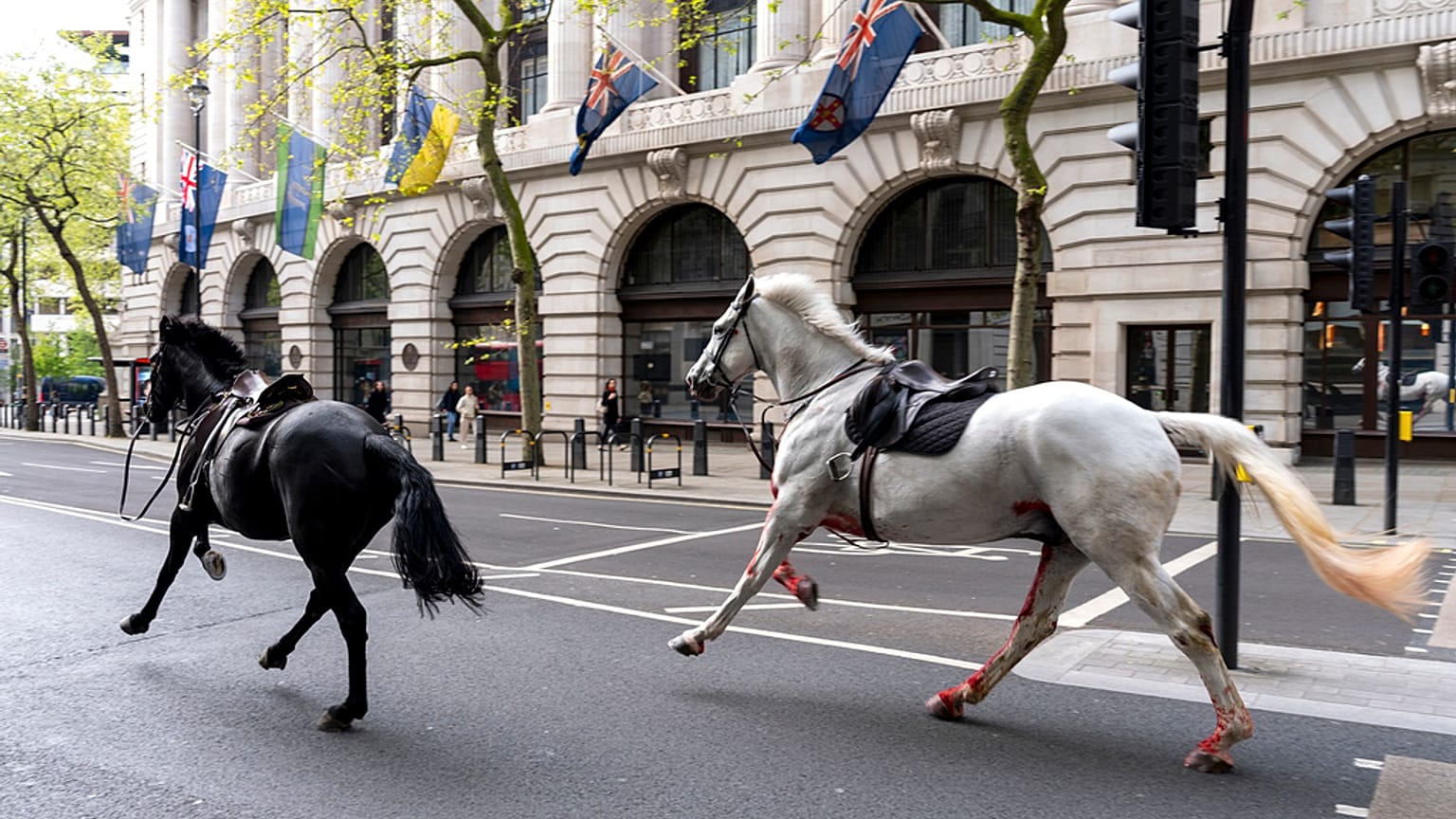 Süvari Birliği'nden kaçan atlar Londra sokaklarında başıboş koşarak trafiği aksattı, kent sakinlerini şaşkınlığa uğrattı