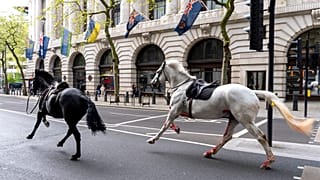 Süvari Birliği'nden kaçan atlar Londra sokaklarında başıboş koşarak trafiği aksattı, kent sakinlerini şaşkınlığa uğrattı