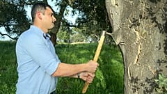 Fábio Mendes, a cork harvester, hits a cork oak with his axe.